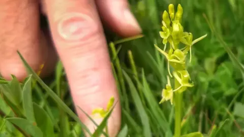 Mark Blackmore Fen orchid at Kenfig National Nature Reserve