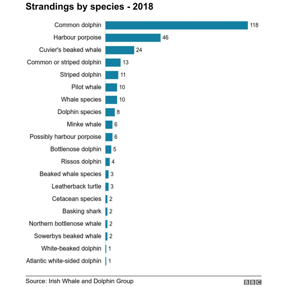 whale strandings in ireland 2018 by species