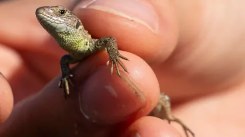 Marwell Wildlife Sand lizard