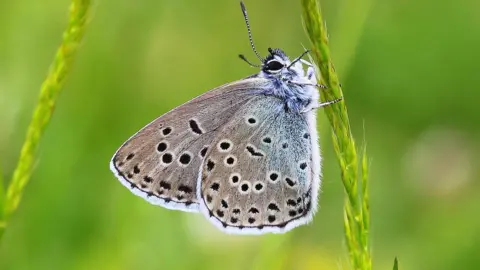 John Lindley Large blue butterfly