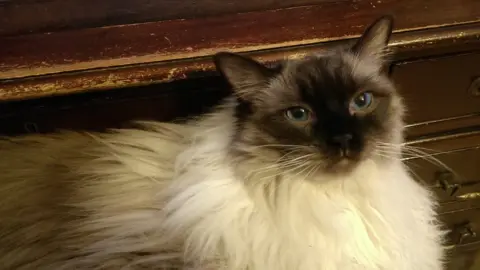 Lost ragdoll hot sale cat