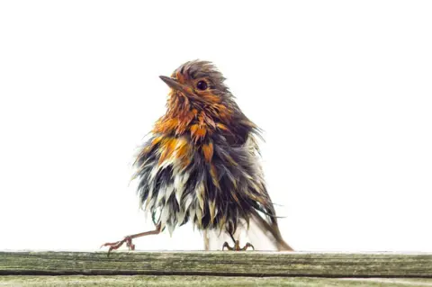 Gabrielle Turnecliff Robin