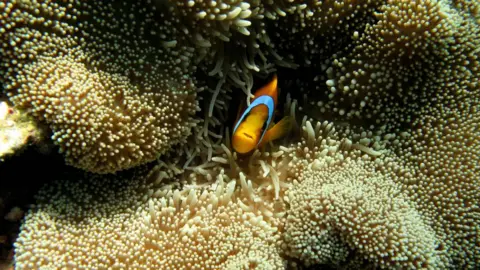 Getty Images A clownfish peers out from an anemone