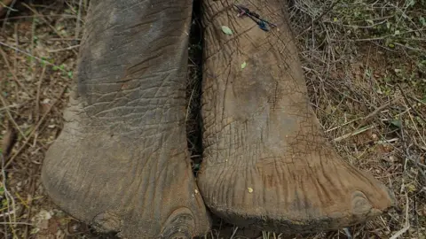 Getty Images elephants