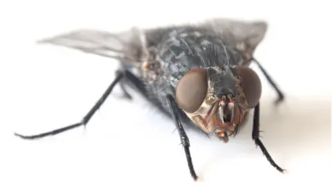 Science Photo Library Housefly
