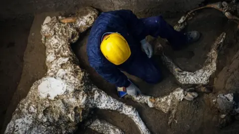 EPA An expert works next to the whole cast of a parade horse found during excavations in Pompeii, near Naples, Italy, 23 December 2018