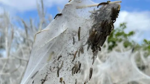 cameramanshaun Small caterpillars inside the white webbing on the branch of a tree.