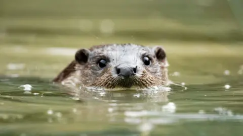 An otter swimming in water. It's head is raised above the water and it is facing the camera. It's mouth is below the water but you can see it's nose, eyes and round ears clearly.