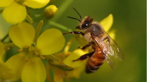 Getty Images Honeybee in Bangladesh