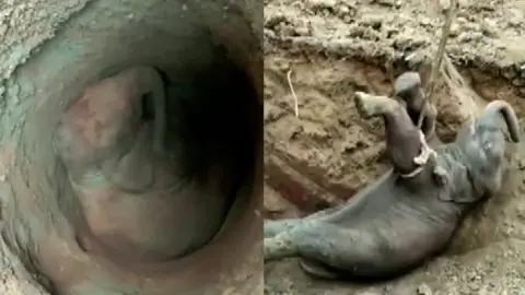 Split screen of elephant calf in well, and being rescued