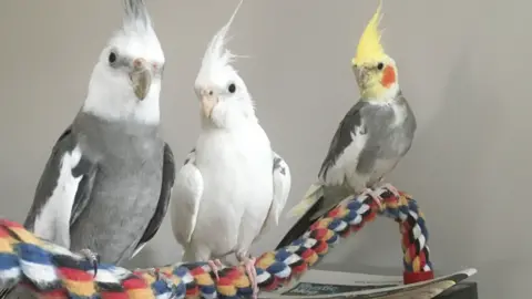 Nicola Key Three cockatiels perched on a multi-coloured rope in a house. The one on the left is white and grey, the one in the middle is white and the one on the right is yellow and grey.