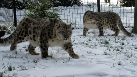 Welsh Mountain Zoo Snow leopards