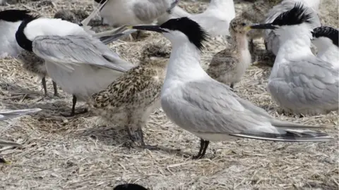 RSPB Sandwich terns and chicks