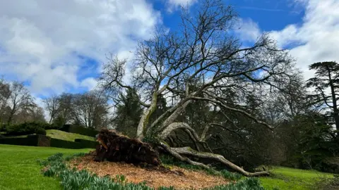 BBC Tree on its side