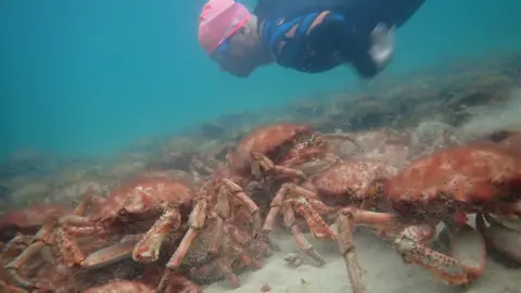 Matt Slater/Cornwall Wildlife Trust Spider crabs