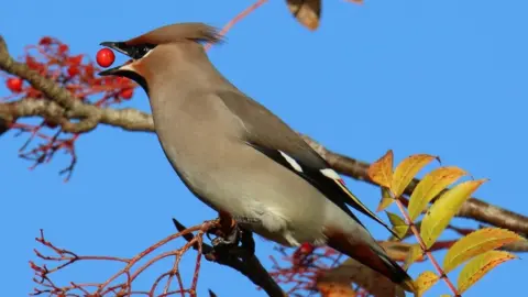 Waxwing