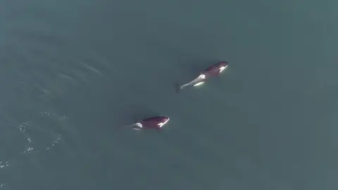 Whales