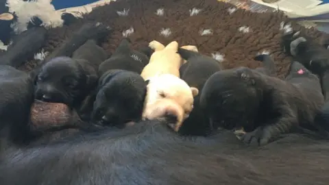 BBC Several puppies feed from their mother, Abby