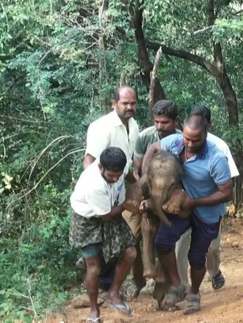 Forest department Sarathkumar and others carry the calf