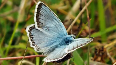 PAtrick Jeffries Chalkhill Blue butterfly