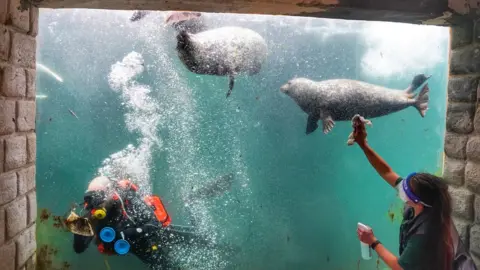 Owen Humphreys A diver cleaning the inside window of the seal tank at Tynemouth Aquarium in North Shields