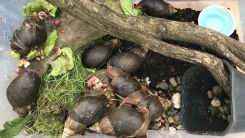RSPCA Giant snails