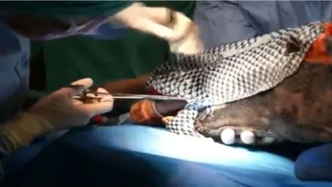 Rainbow Equine Hospital Fish skin being applied to Cinders