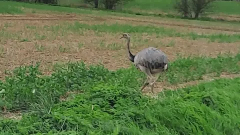 Debenham Vets Chris the rhea in a field in Wetheringsett, Suffolk