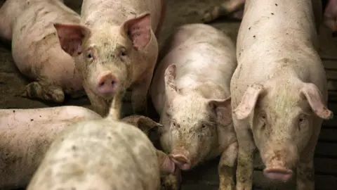 Getty Images Danish pigs