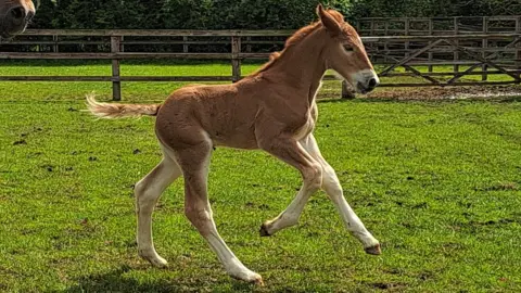 Samantha Molloy Foal Dazzling King Charles