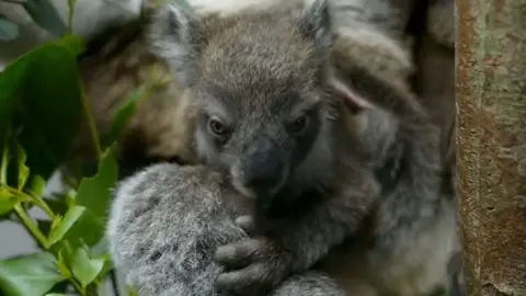 Koala joey