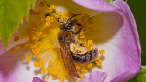 Science Photo Library Solitary bee