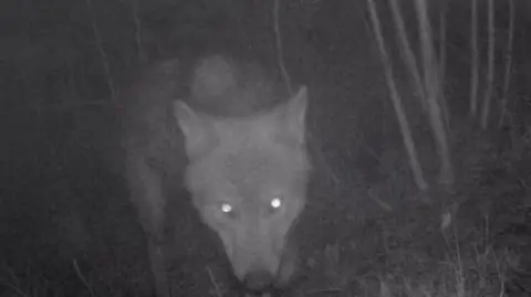 Tracking cameras show wolves in Belgium