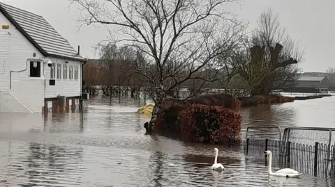 Saza/BBC Weather Watchers Two swans swim on a flooded road, with a white, submerged house in the background
