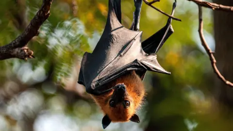 A fruit bat hanging upside down from a tree