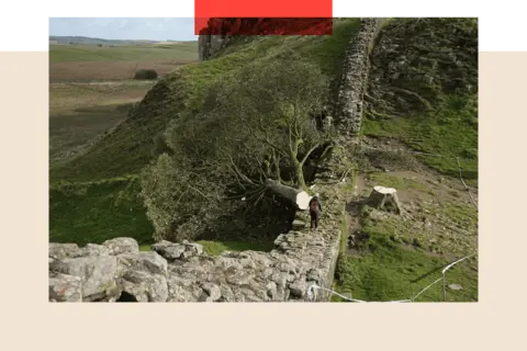 PA Media The Sycamore Gap tree which was illegally felled