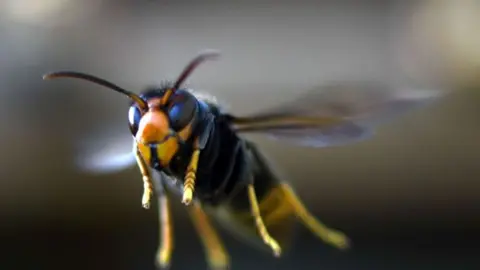 An Asian hornet mid flight. It has yellow legs, a black and yellow body.