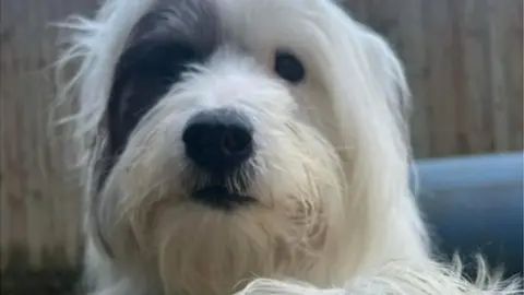 Holly Hedge Animal Sanctuary A dog