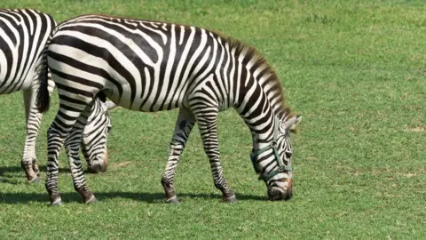 Getty Images Zebras at Maryland farm