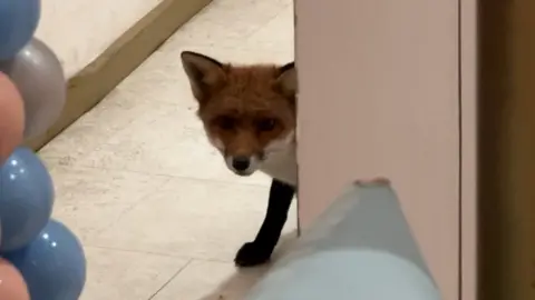 Alicia Ung Image of the fox peering around a doorway in the café