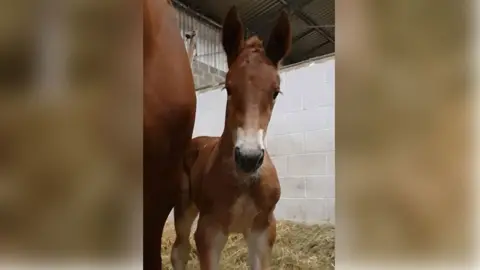 Suffolk Punch Trust Suffolk punch foal