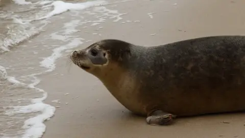 Julie Hatcher Rescued seal pup being released