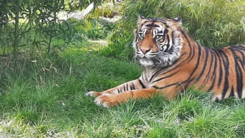 Shepreth Wildlife Park Ratna the tiger