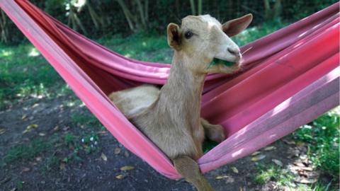 Comedy Pet Photo Awards: Hilarious photos of pets doing the funniest things  - CBBC Newsround