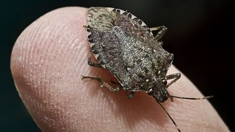 Getty Images Stink bug