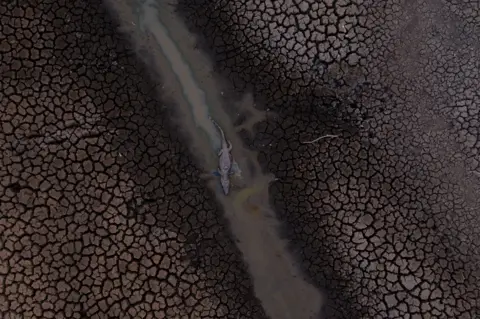 Mauro Pimentel / AFP An aerial view of a dead alligator on dry mud