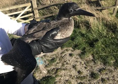 RSPCA Gannet