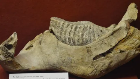 Ipswich Museums Mammoth jaw bone