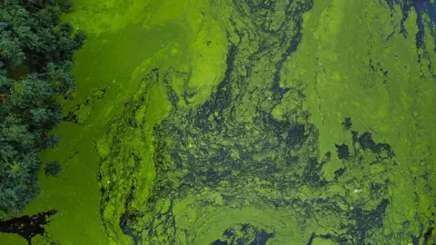 Philip Silverman Aerial view of green algae on still water, Leeds, West Yorkshire, England, Britain