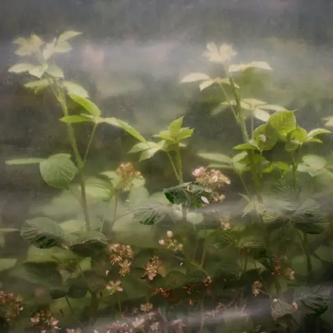 Alice Zoo Plants under protective cover